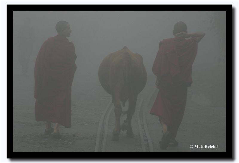Monks Leading a Cow in the Fog, Darjeeling