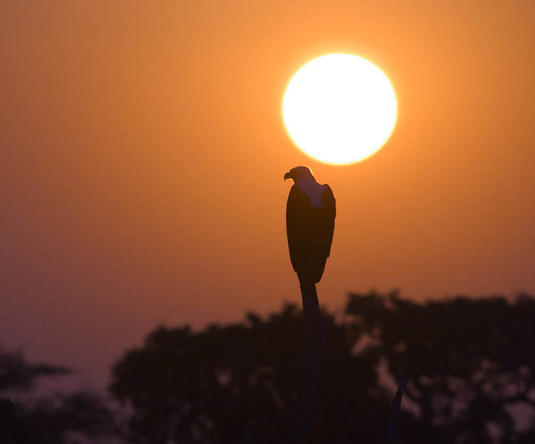 Kruger Park - African Fish Eagle