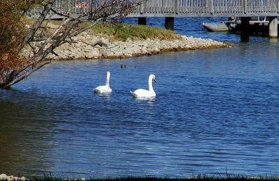 Geese in Freeman Lake.jpg(329)