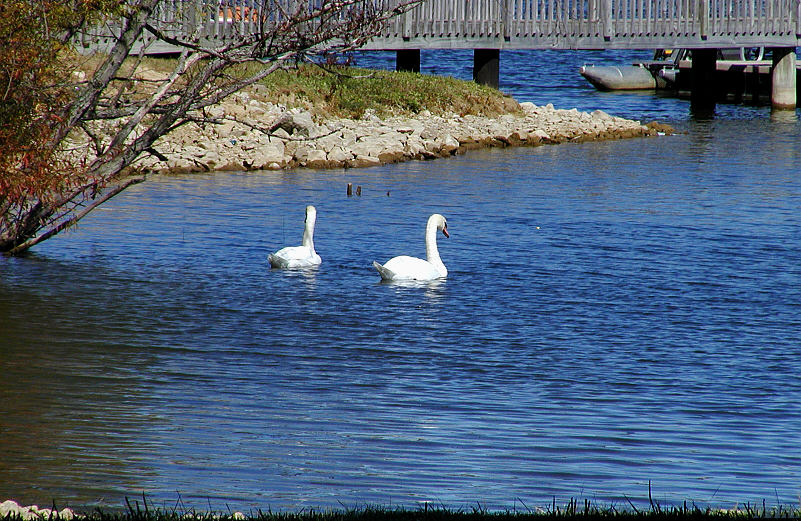 Geese in Freeman Lake.jpg(329)