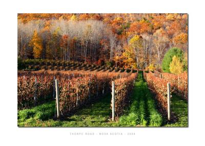 Vineyard - Annapolis Valley