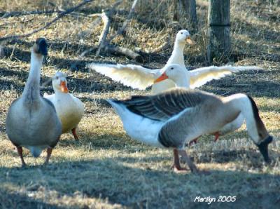'soooooo ... what's all the flap about???'