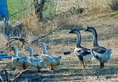 'yipeeeee ... IN STEP, at LAST!!!!'