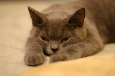 Sirk Sirk in Sleepy Mood