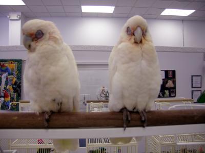 Bear Eyed Cockatoo's