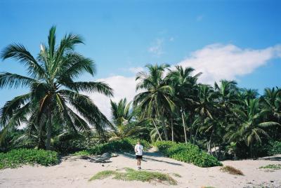 Coconut Palms on the beach