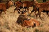 Stag basking in the brief afternoon sun today