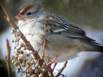 White-crowned Sparrow - 1, River Road, Stratham, NH, December 20, 2003