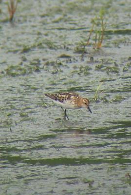 LittleStint, Rye, NH, August 11, 2003