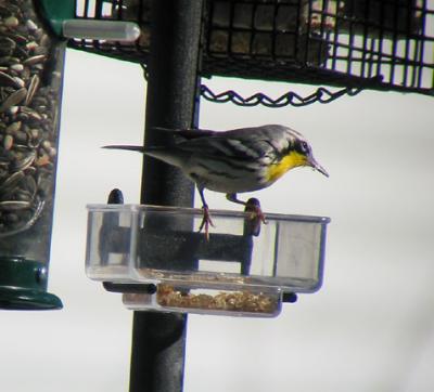 Yellow-throated Warbler, Dover, NH - February 5, 2005