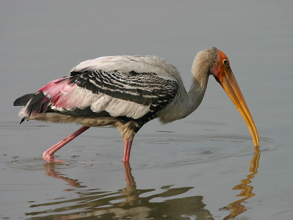 Painted Stork.
