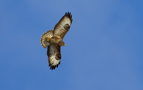 Common Buzzard