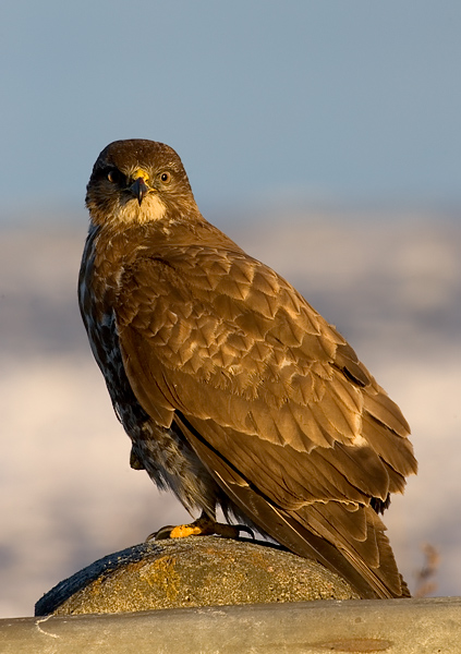 Common Buzzard, Buteo buteo