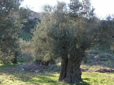 Very old olive tree