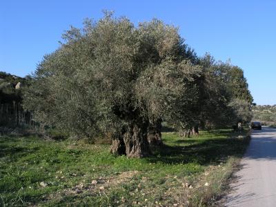 Very old olive tree