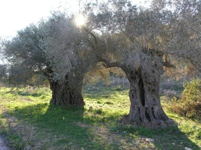 Very old olive trees