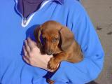 dog in blue <br>at the rod run