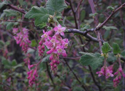 Currant Flowers - 12/19/03 -