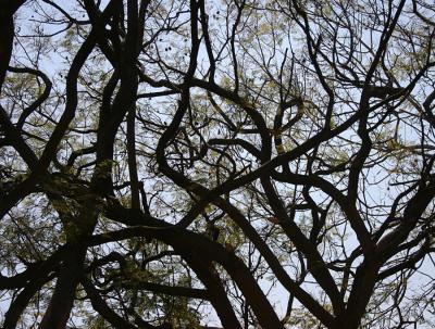 Tangle of Branches