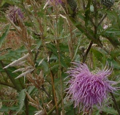 thistle.JPG