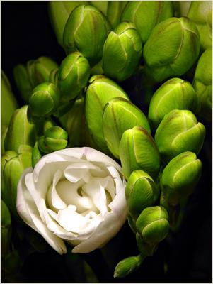 u37/paul_keates/medium/24396085.NotBrusselSprouts.jpg