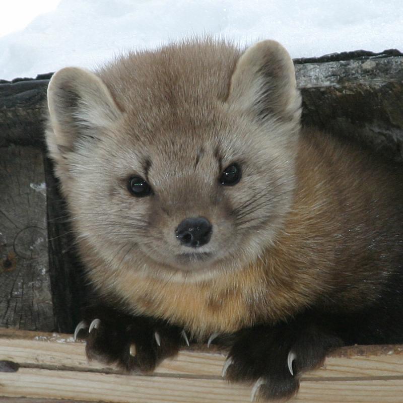 Marten showing paws and claws