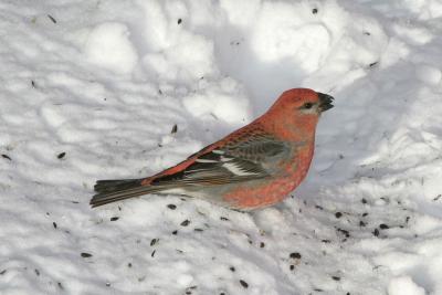 Pine Grosbeak in Snow