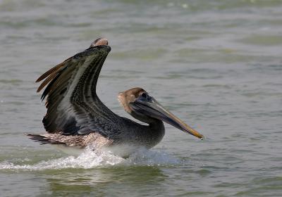 pelican13.jpg