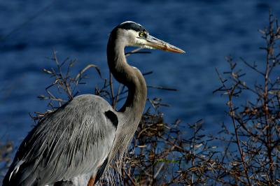 greatblue10.jpg