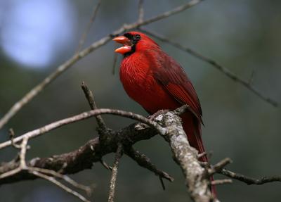 redbird1.jpg