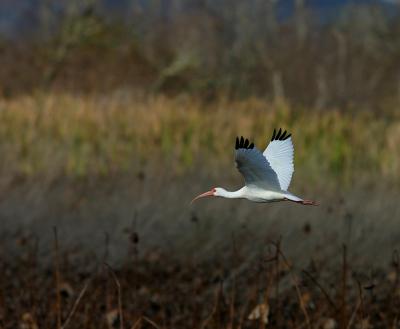 ibisflying.jpg
