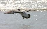 gullfly1.jpg