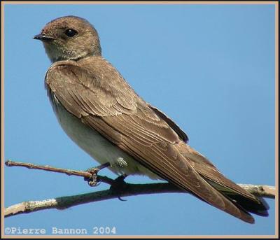 Hirondelle  ailes hrisses (Rough-winged Swallow)