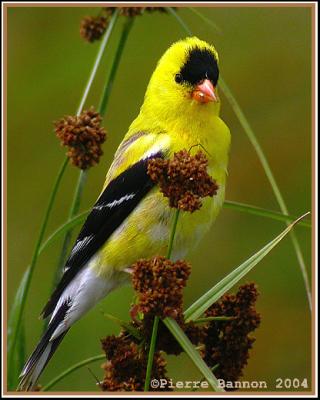 Chardonneret jaune (American Goldfinch) Godmanchester