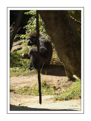 Gorilla 2.tif