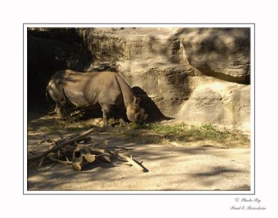 Rhino copy.tif