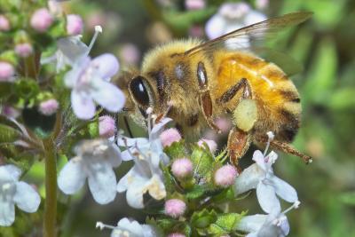 Bee on Thymus vulgaris 1
