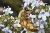 Bee on Thymus vulgaris 2