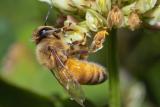 Clover (Trifolium repens)