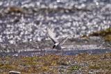 Black Fronted Tern