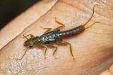 Green Stonefly Nymph