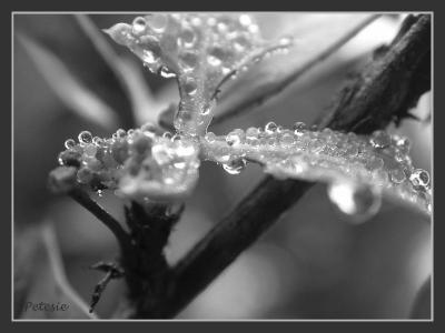 DSCN3346
