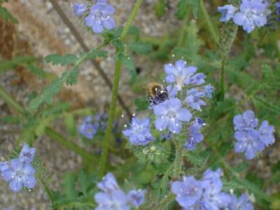 Blue Flower with Bee