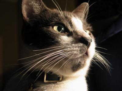 Zigzag - mon chat - my cat