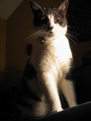 Zigzag - mon chat - my cat