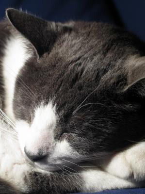 Zigzag - mon chat - my cat