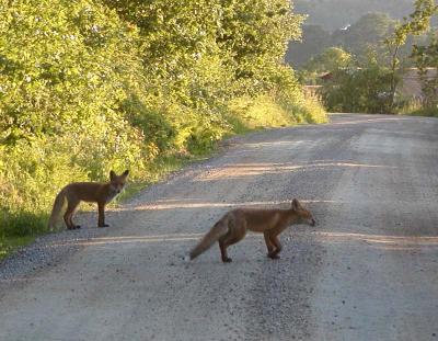 Fox cubs