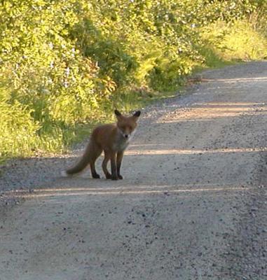 Fox949.jpg