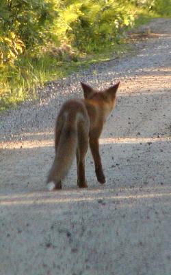 Fox951.jpg