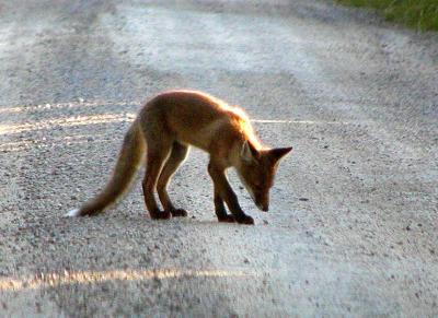 Fox cubs